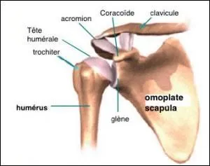 De quelle forme l'articulation de l'&eacute;paule est-elle ?