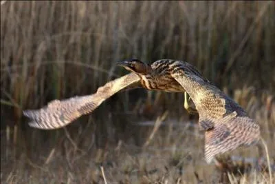 Quel est cet ardéidé des roselières ?