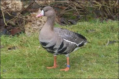 Quelle est cette oie reconnaissable à sa tête et à son ventre ?