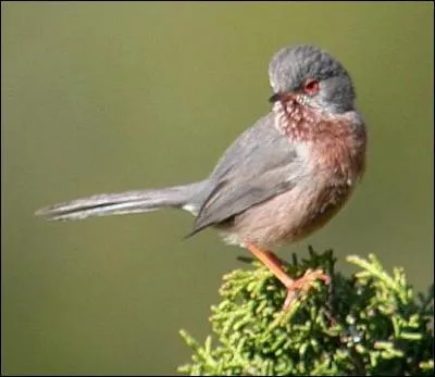 Quelle est cette fauvette du Sud de l'Europe ?