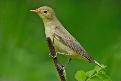 Quel est ce passereau forestier ?