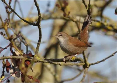 Quel est cet oiseau très bruyant mais très dur à voir ?