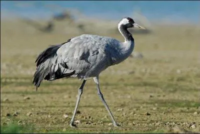 Quel est cet oiseau hivernant en très grand nombre au lac du Der ?