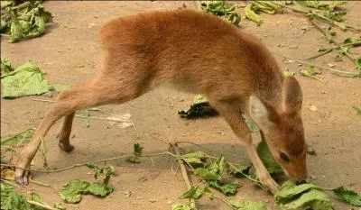 Lequel de ces cervidés ne porte-t-il pas de bois ?