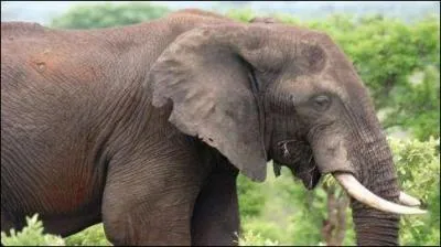 Quel est l'animal que vous voyez ?