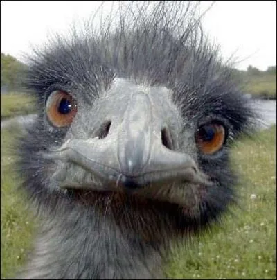 Quel est le nom de l'animal que vous voyez ?