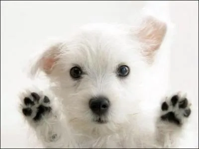 Quel est l'animal que vous voyez ?