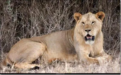 Quel est l'animal que vous voyez ?