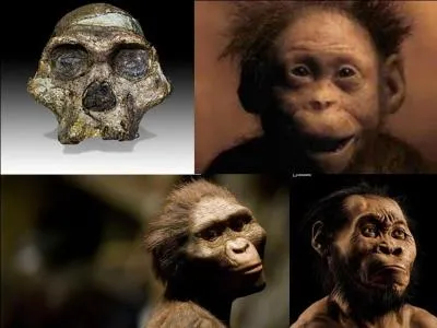 Il y a 7 millions d'années, les premières espèces d'humains apparaissent. C'est le début de notre histoire, enfin presque ! Ils seront nommés préhumains.
Lequel est le plus récent ?