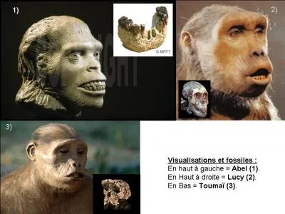 Il y a 3, 5 millions d'années, on découvre les squelettes de plusieurs australopithèques. Cela se passe au Tchad et en Ethiopie. Ils ont été nommés.
Parmi eux, il y a un intrus, ce n'est pas un australopithèque, quel est-il ?