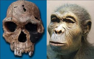 C'est notre ancêtre le plus ancien. Il semble avoir vécu entre -2, 5 à -1, 5 million d'années en Afrique orientale et australe. On pense qu'il maîtrisait totalement la bipédie.
Qui est-il ?