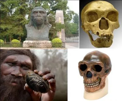 Il y a 1, 9 million d'années, une nouvelle espèce « d'Homo » apparaît. C'est l'homo erectus. Il sera le premier à quitter l'Afrique, plusieurs « sous-espèces » vont apparaître. Elles se différencient par leur lieu de découverte.
Quelle est cette sous-espèce qui ne fait pas partie de la famille de l'homo erectus ?