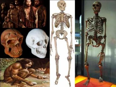 Il y a 200 000 ans, une autre espèce apparaît, la nôtre. Elle sera et est encore, la seule représentante des Hominidés. Mais seriez-vous capable d'indiquer son véritable nom, celui qui est utilisé actuellement ?