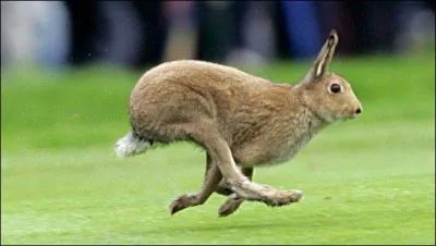 Si tu reconnais l'animal coureur, le titre de ce petit film d'animation te tend les bras !