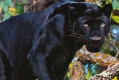 Trouve le nom de ce film, et il t'en faudra peu pour être heureux, vraiment très peu ...