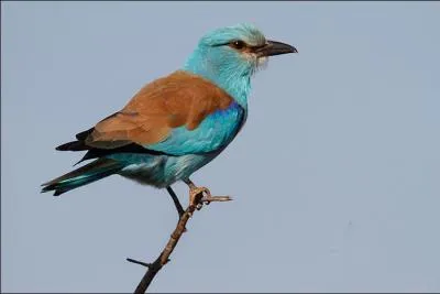 Quel est cet oiseau de la famille des Coraciid&eacute;s ?