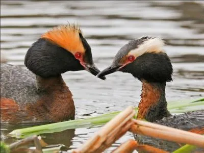 Quel est ce gr&egrave;be hivernant chez nous ?