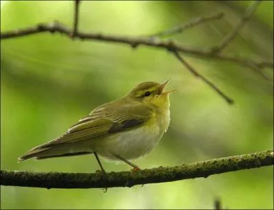 Quel est ce passereau nichant en Europe ?