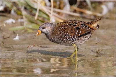Quel est cet oiseau des roseli&egrave;res ?