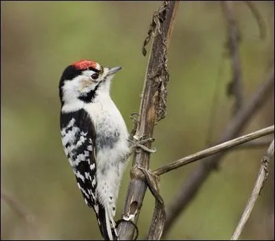 Quel est le plus petit des pics ?