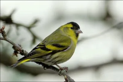 Quel est cet oiseau de la famille des Fringillid&eacute;s ?