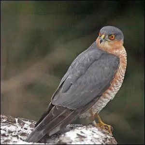 Quel est ce rapace tr&egrave;s commun ?