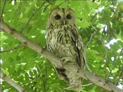 Quel est ce rapace nocturne ?