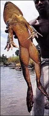 Considérée comme la plus grande représentante de son espèce, cette grenouille africaine peut mesurer jusqu'à 30 cm de long et peser plus de 3 kg. Quel est son nom ?