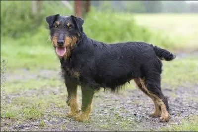 Quel est ce chien de terrier, qui est très vif et très joyeux et très bon chasseur ?