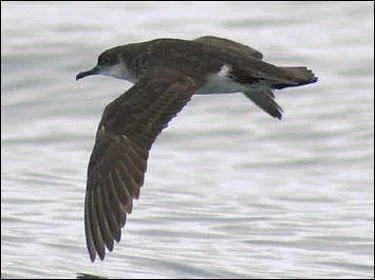 Quel est cet oiseau pélagique ?