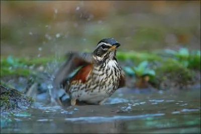 Quelle est cette grive présente en hiver dans toute la France ?