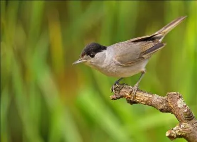 Quelle est cette fauvette présente chez nous toute l'année ?