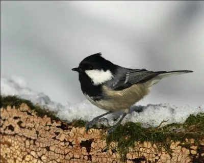Quelle est cette mésange assez courante ?