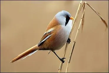 Quel est le nom exact de ce passereau paludicole ?