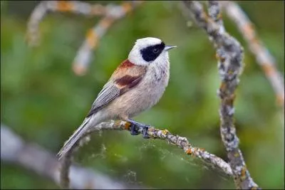 Quel est ce passereau anciennement classé chez les mésanges ?