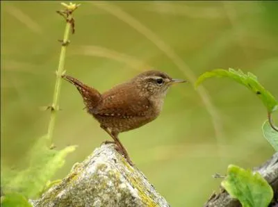 Quel est ce très petit oiseau ?