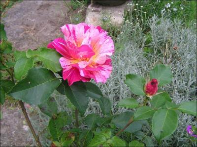 Une fleur panachée de rose et de jaune a été baptisée du nom du peintre par la maison Delbard en 1992. De quelle sorte de fleur s'agit-il ?