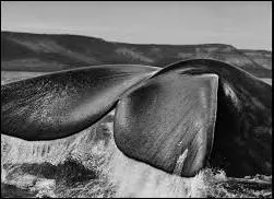 Elle est l'une des divinités marines primordiales du Panthéon grec, fille de Pontos et de Gaïa. Qui est-elle ?