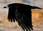 Quiz Un esprit malin dans un corbeau (2)