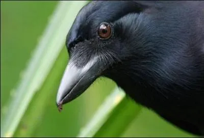 Ce noir corbeau est consid&eacute;r&eacute; comme l'un des animaux les plus intelligents sur terre. De quoi donc est-il capable ?