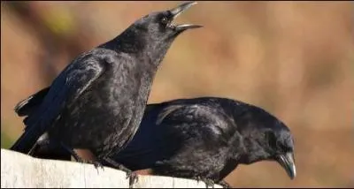 N&eacute;crophage, il appara&icirc;t n&eacute;faste dans certaines religions, car il aurait montr&eacute; &agrave; Ca&iuml;n comment enterrer Abel. Dans quel &eacute;crit cela figure-t-il ?