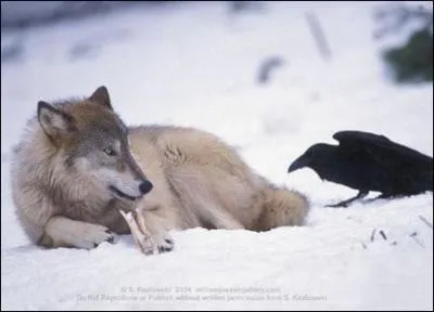 On a observ&eacute; des corbeaux d&eacute;crivant de grands cercles en croassant le plus fort qu'ils peuvent. Dans quel but le font-ils ?