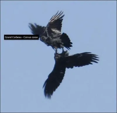 Le corbeau est un crac pour voler de travers, la t&ecirc;te en bas, d'une seule aile, en zigzags ou par saccades... Alors, farceur ou malin ?