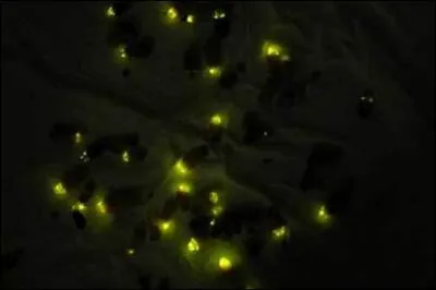 On me traite de ver alors que je n'en suis pas un, ça m'énerve ça, alors, tout comme moi, allez-vous briller sur cette réponse ?