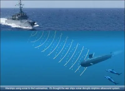 De ces trois animaux, lequel peut pêcher des poissons de nuit ?