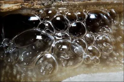 J'espère que la réponse ne vous en fera pas trop baver. Je suis un ver originaire de Nouvelle-Guinée et tout comme les alliés, je suis débarqué en Normandie, mes habitudes alimentaires vont vous laisser perplexes, car j'adore manger ...