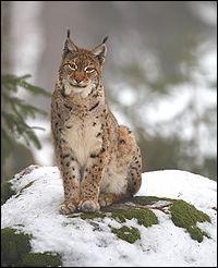 Les deux espèces de lynx vivant en Europe sont :