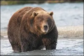 L'ours est :