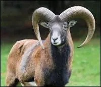 Quelle est la différence entre le mouflon et le bouquetin ?