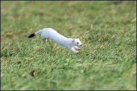 Cette hermine a son pelage :